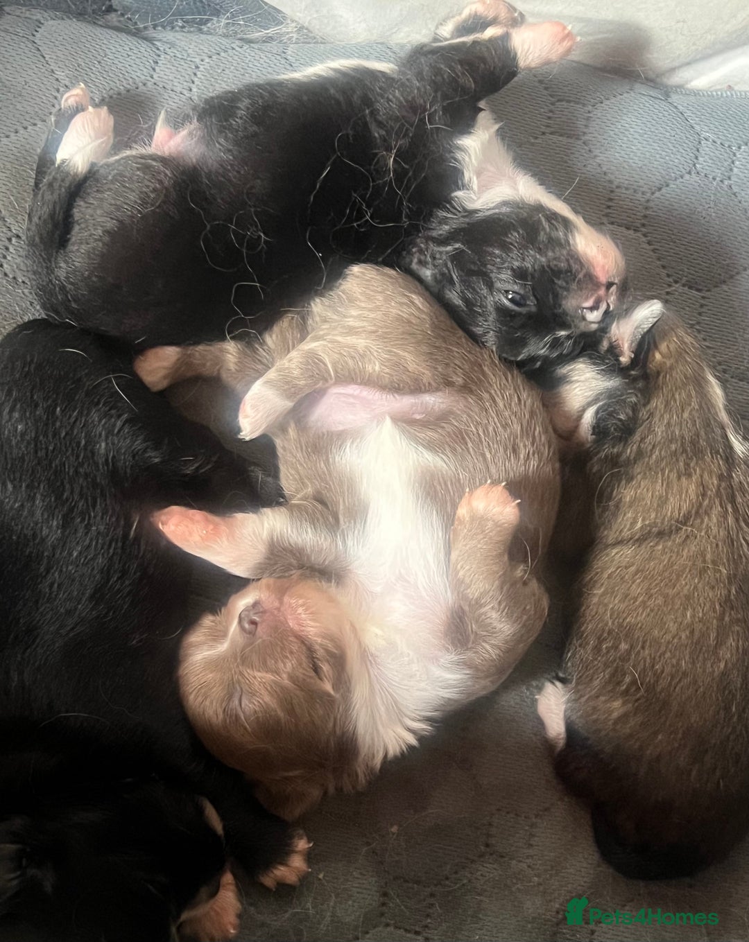 Chihuahua dogs for sale: Long haired KC chihuahuas  - Image 1