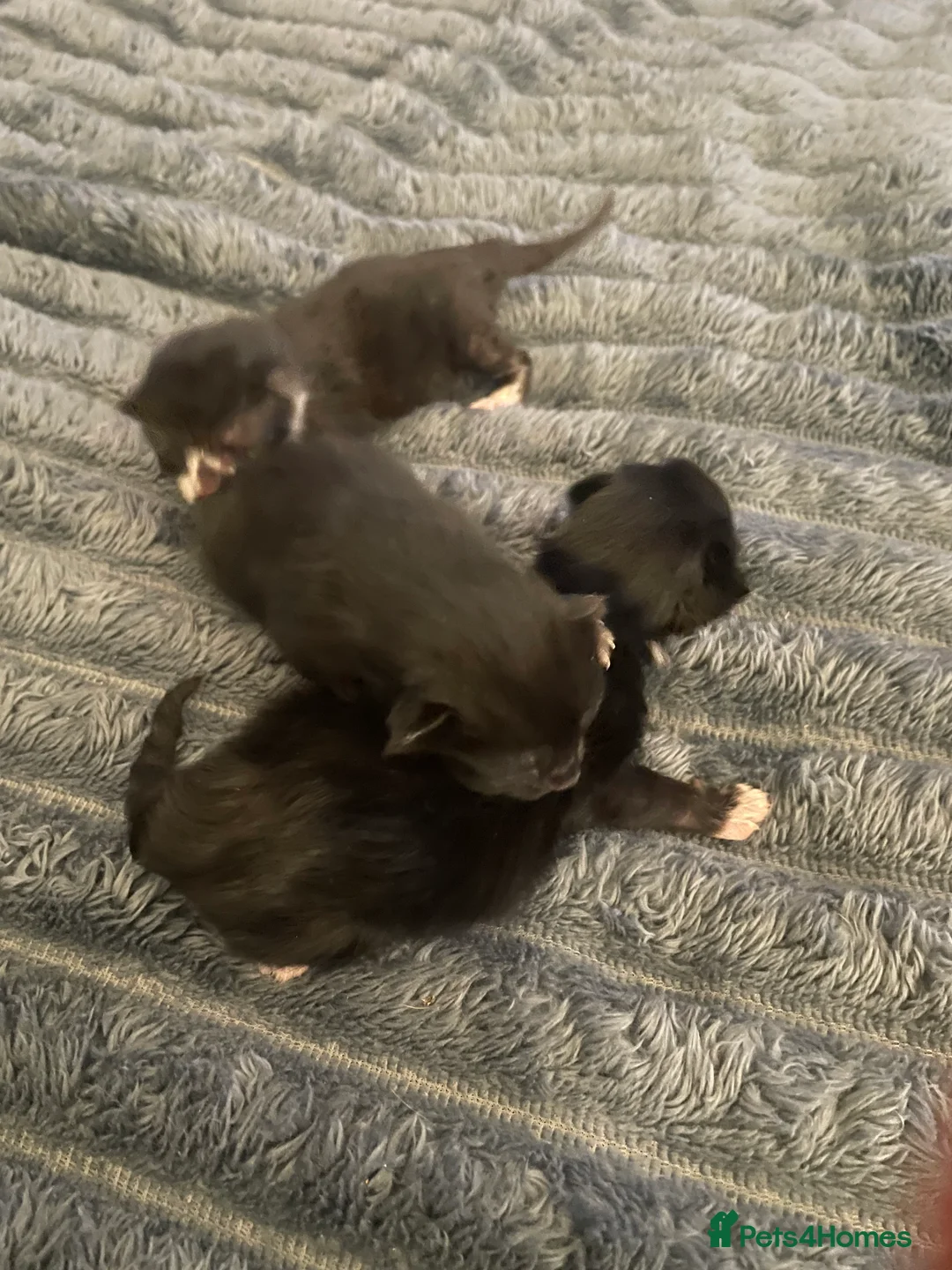 Mixed Breed cats for sale: Special little babies  - Advert 10