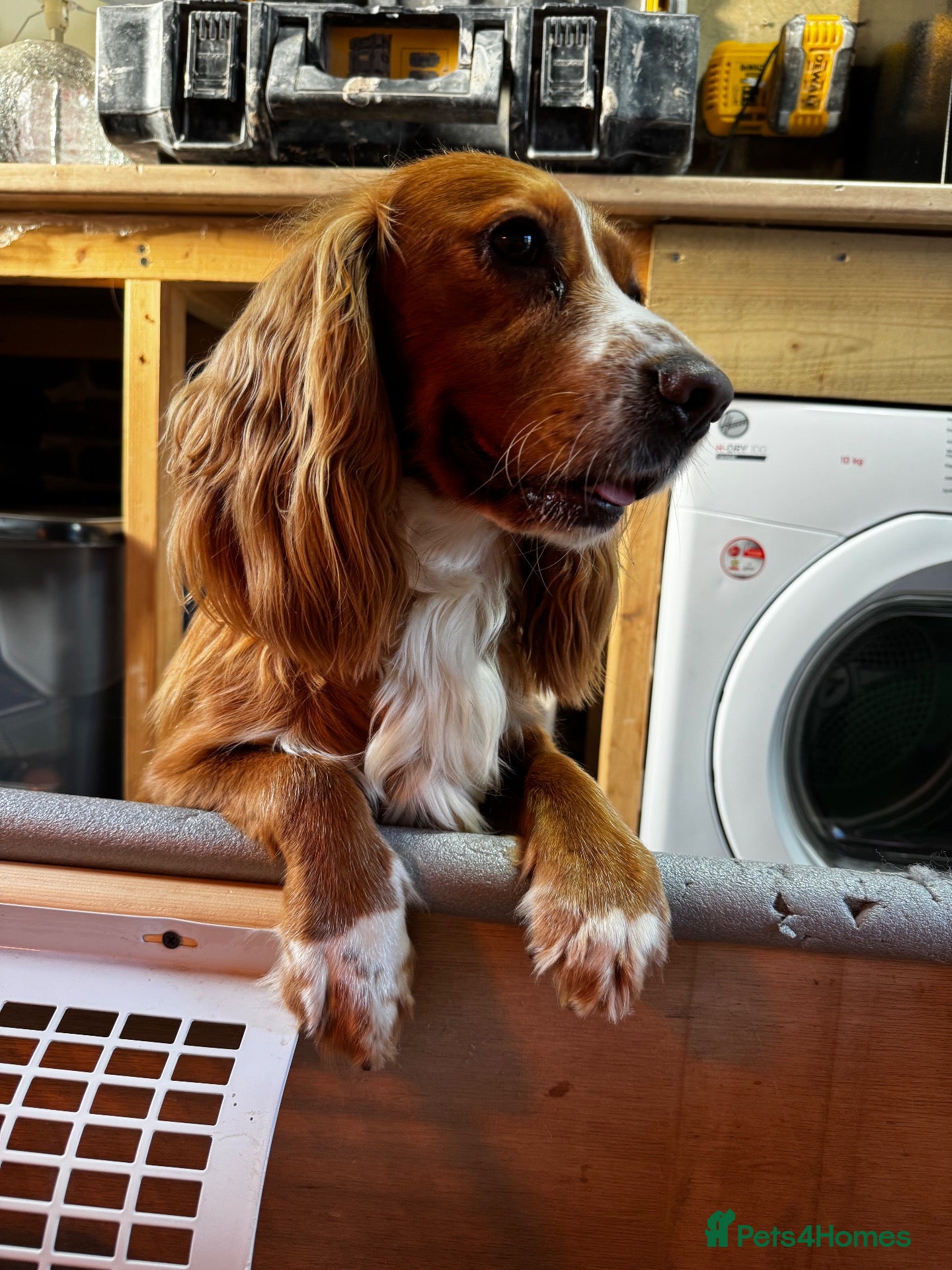 Cocker Spaniel dogs for sale: Stunning cocker spaniel puppies  - Advert 2