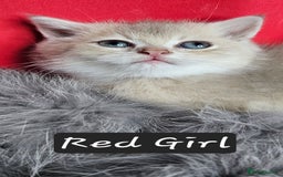 British Shorthair cats for sale: BSH GOLDEN KITTENS - Advert 14