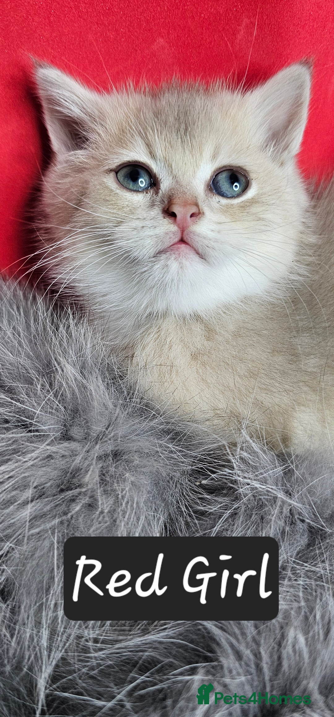 British Shorthair cats for sale: BSH GOLDEN KITTENS - Advert 14