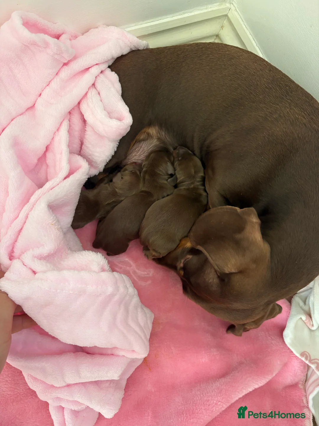 Miniature Dachshund dogs for sale:  Chocolate and tanned miniature dachshund puppies. - Advert 5