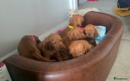 Hungarian Vizsla dogs for sale: Adorable vizsla puppies, exceptional pedigree - Image 24
