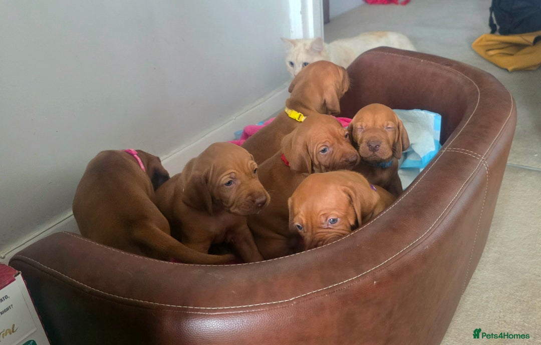 Hungarian Vizsla dogs for sale: Adorable vizsla puppies, exceptional pedigree - Image 24