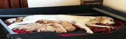 Labrador Retriever dogs for sale: Quality Labrador puppies  - Advert 31