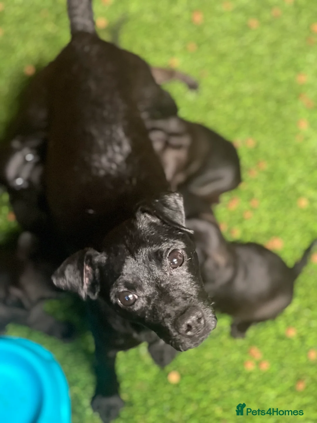 Mixed Breed dogs for sale: Litter of Patterdale x Lakeland terrier - Advert 2
