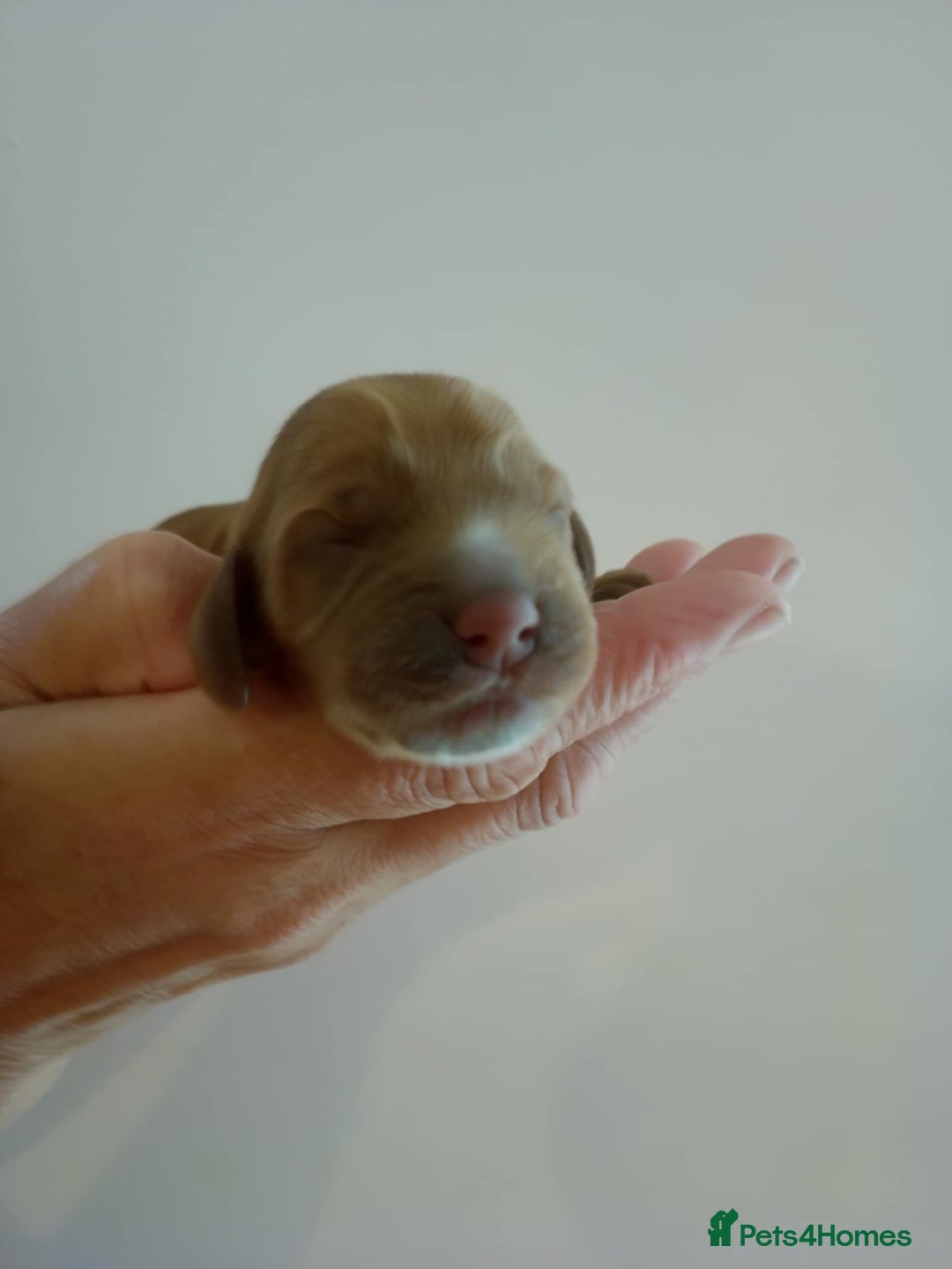 Cocker Spaniel dogs for sale: show cocker spaniel puppies solid colours - Image 5