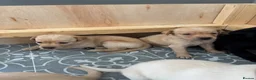 Labrador Retriever dogs for sale: Beautiful boy Labrador puppies  in Kettering - Advert 2