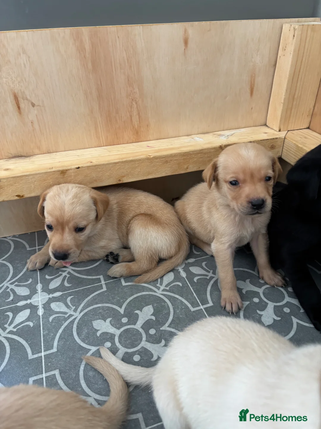 Labrador Retriever dogs for sale: Beautiful boy Labrador puppies  in Kettering - Advert 2