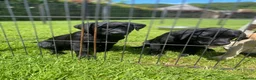 Labrador Retriever dogs for sale: 2 working black labrador puppies KC Registered  in Beaminster - Advert 3