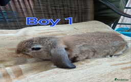 Mini Lop rabbits for sale: Three Beautiful Mini Lop Bunnies Left - Image 4