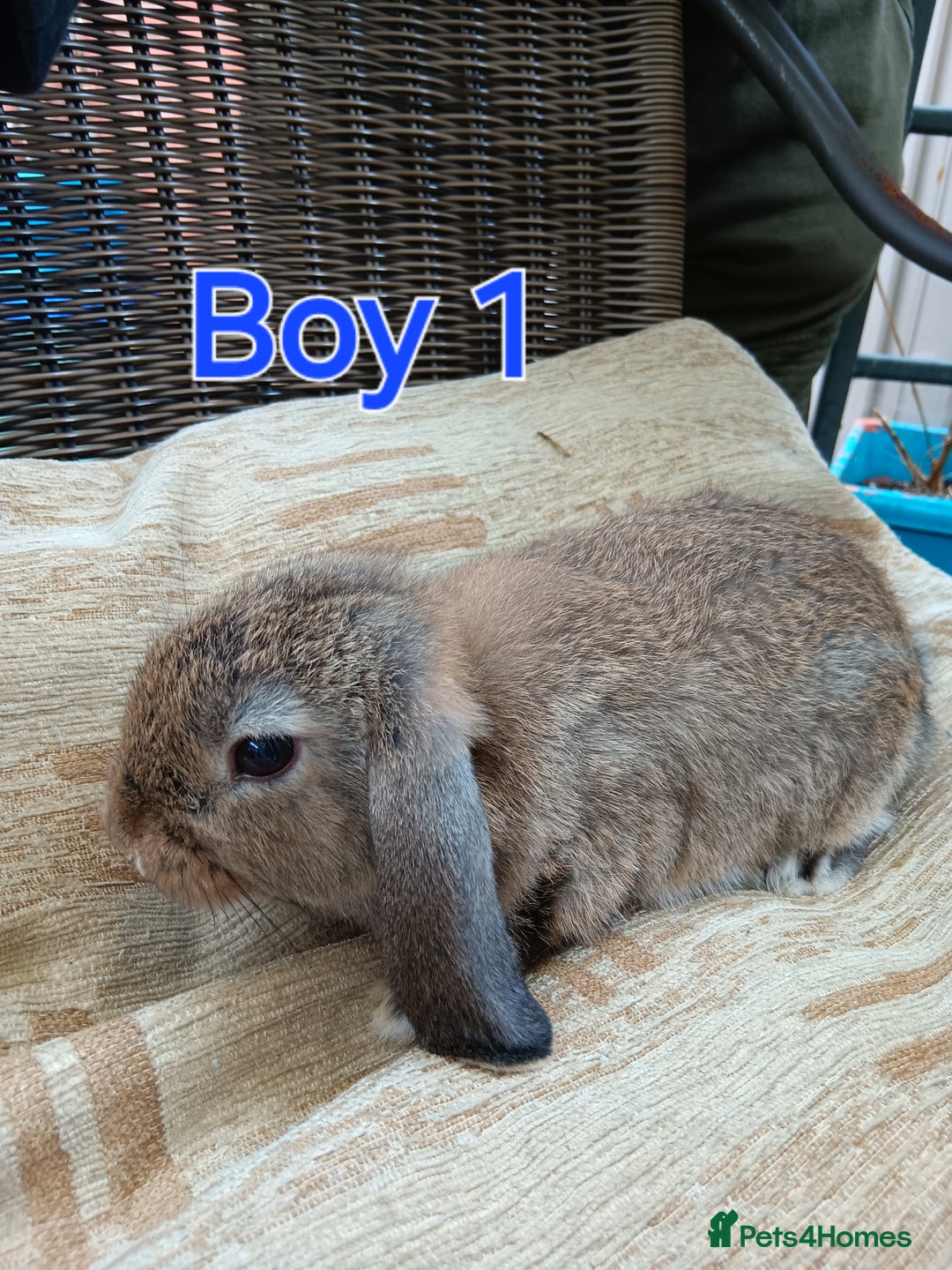 Mini Lop rabbits for sale: Three Beautiful Mini Lop Bunnies Left - Image 4