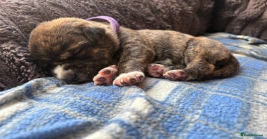 Mixed Breed dogs - Advert 4