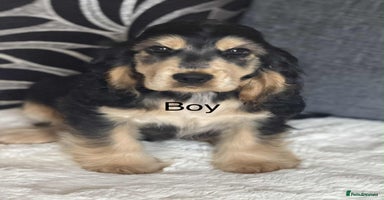 Cocker Spaniel dogs - Advert 8