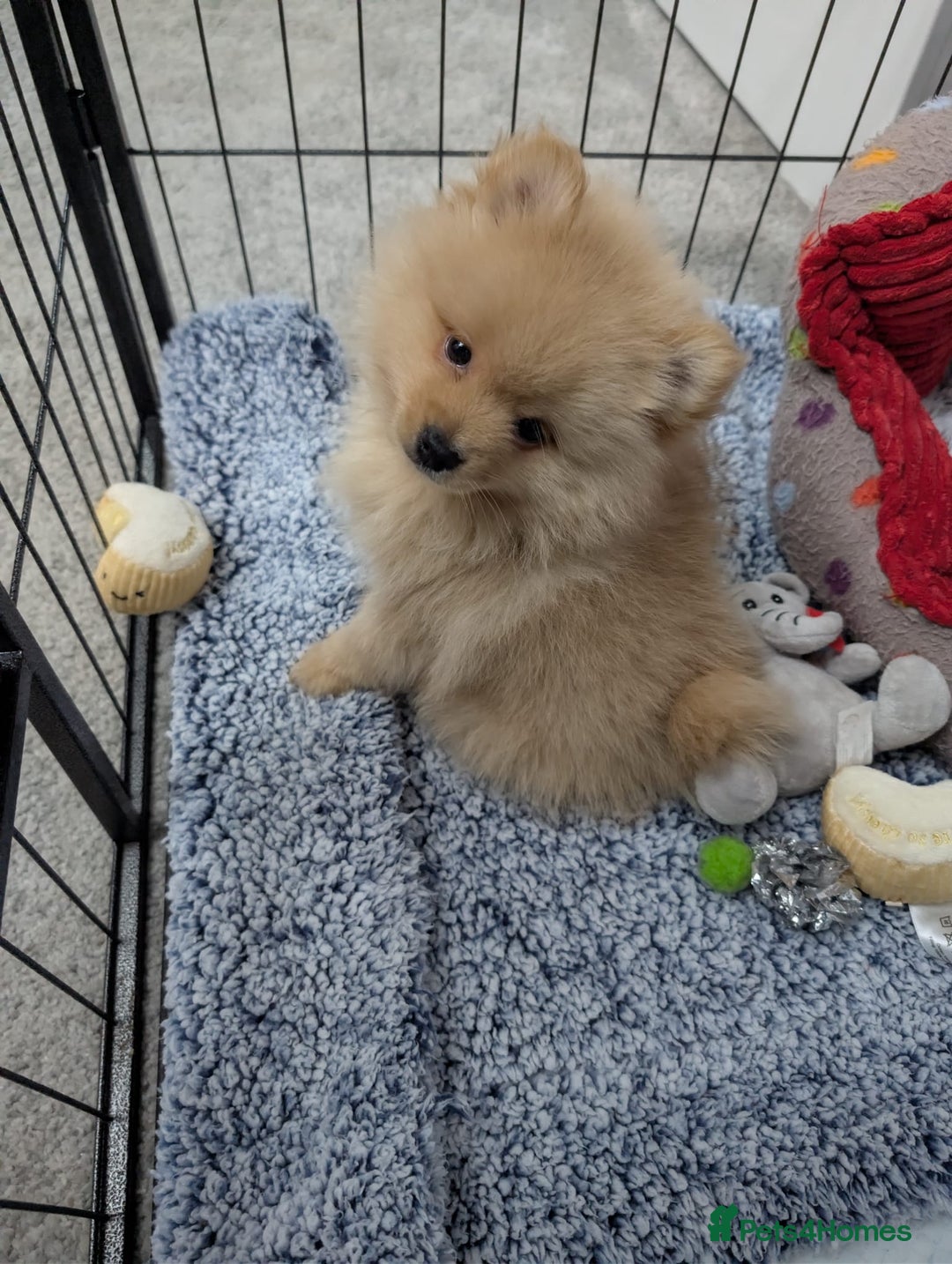 Mixed Breed dogs for sale: Pomeranian x Spitz puppy  - Advert 5