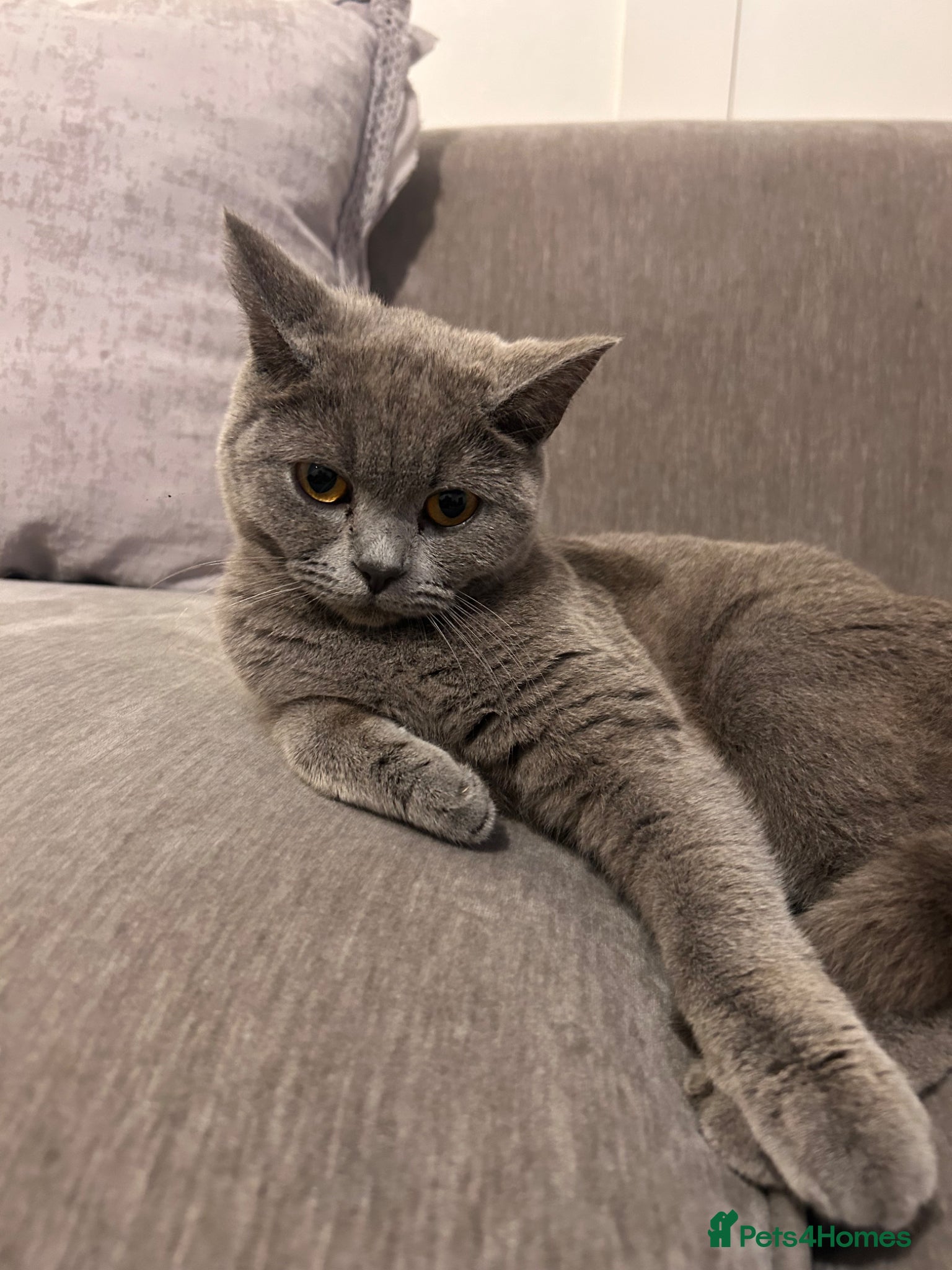 Mixed Breed cats British short hair x  - Advert 7