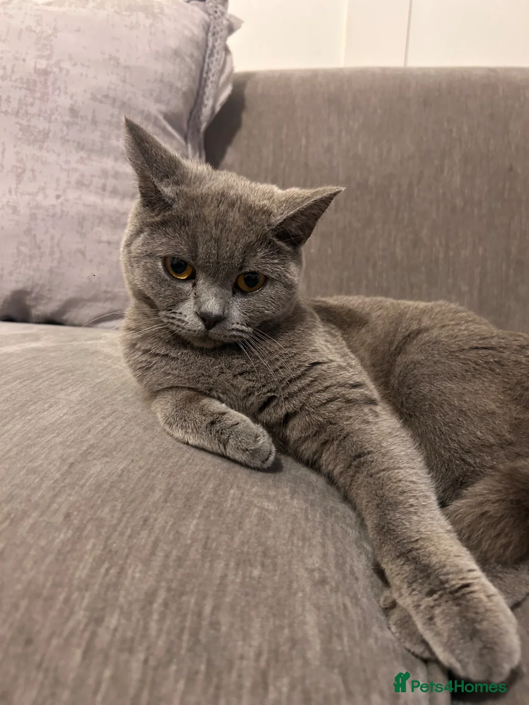 Mixed Breed cats for sale: British short hair x  - Advert 1