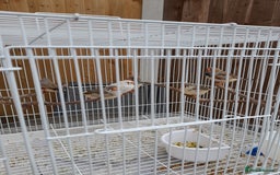 Finches birds for sale: Zebra finches for sale - Image 1