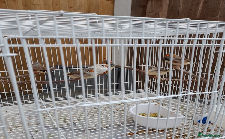 Finches birds - Advert 9