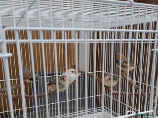Finches birds - Advert 3