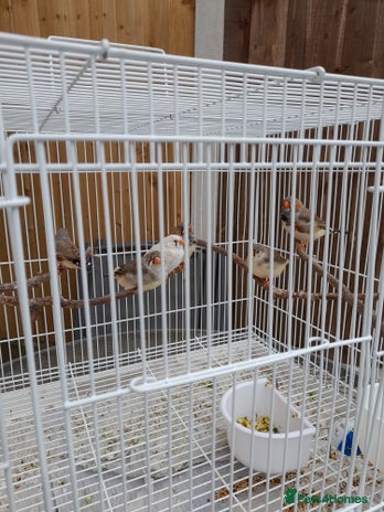 Finches birds - Advert 1