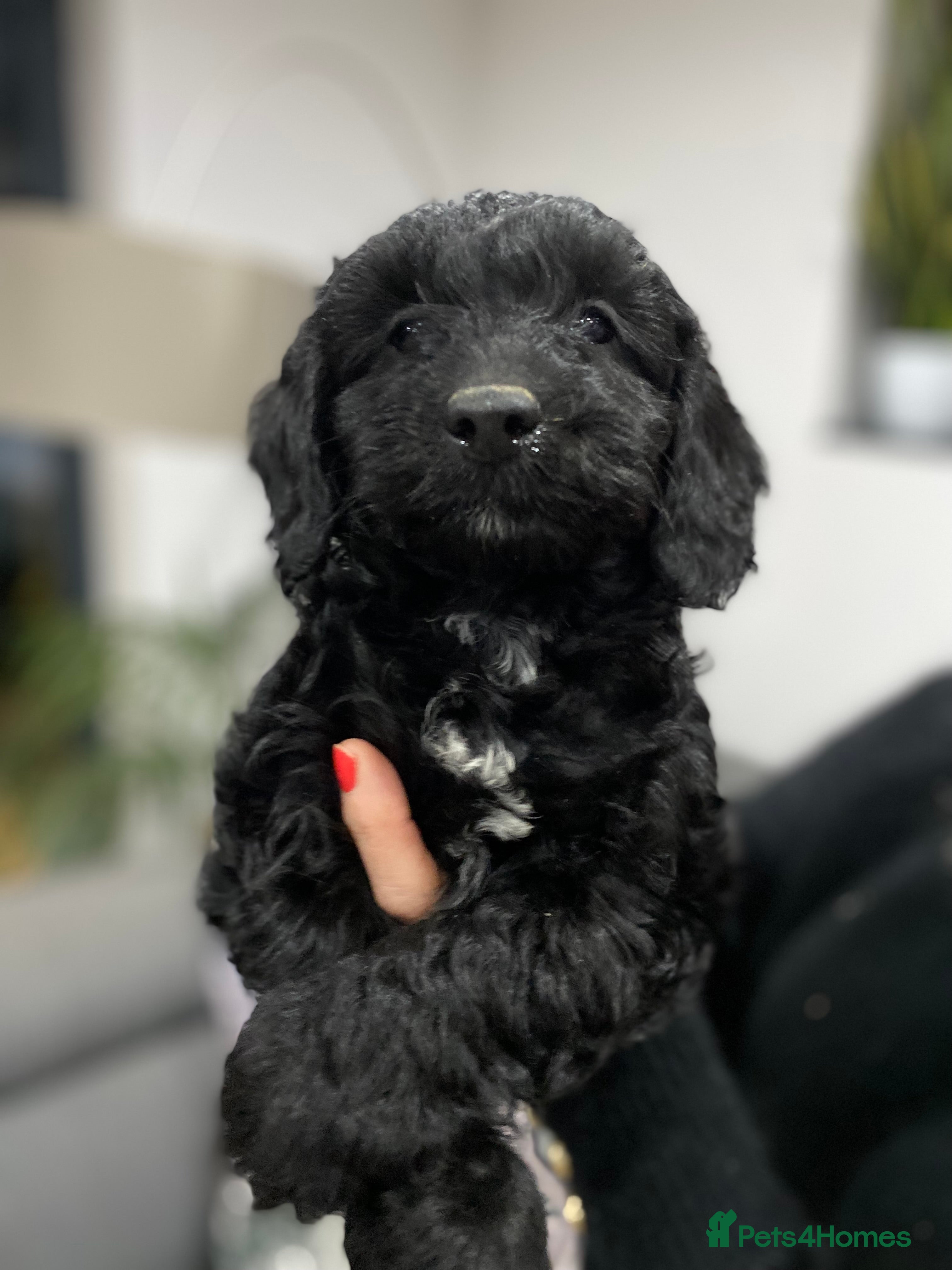 Cockapoo dogs F1 toy cockerpoo - Advert 3