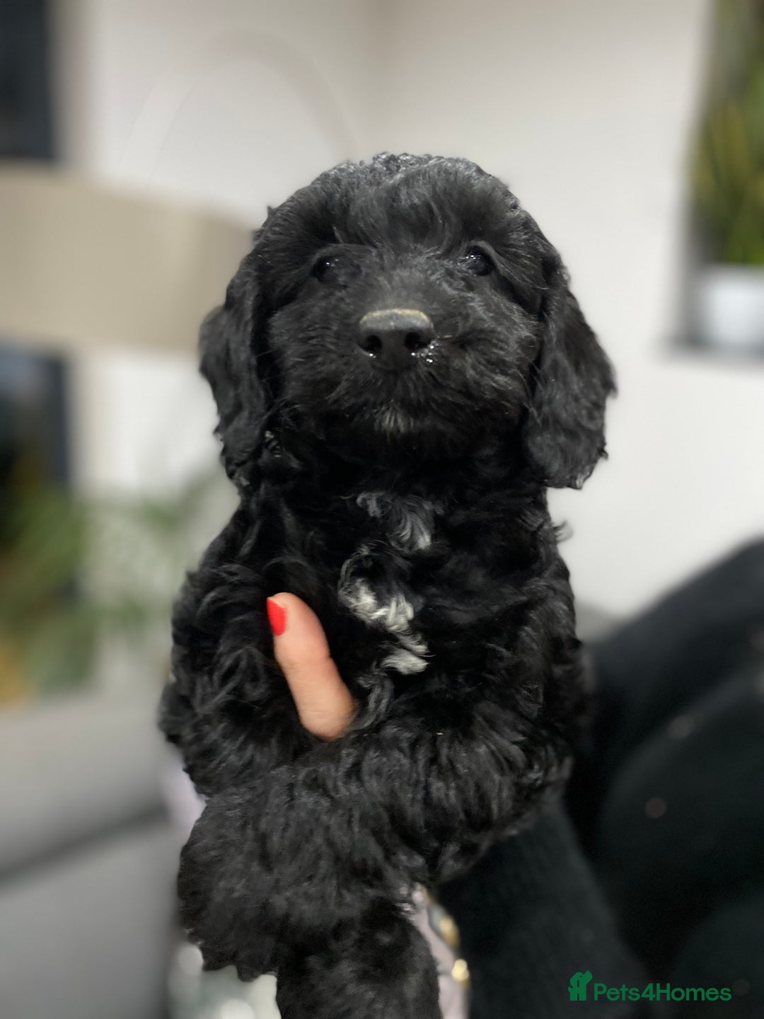 Cockapoo dogs for sale: F1 toy cockerpoo - Advert 1