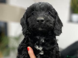 Cockapoo dogs F1 toy cockerpoo - Advert 15