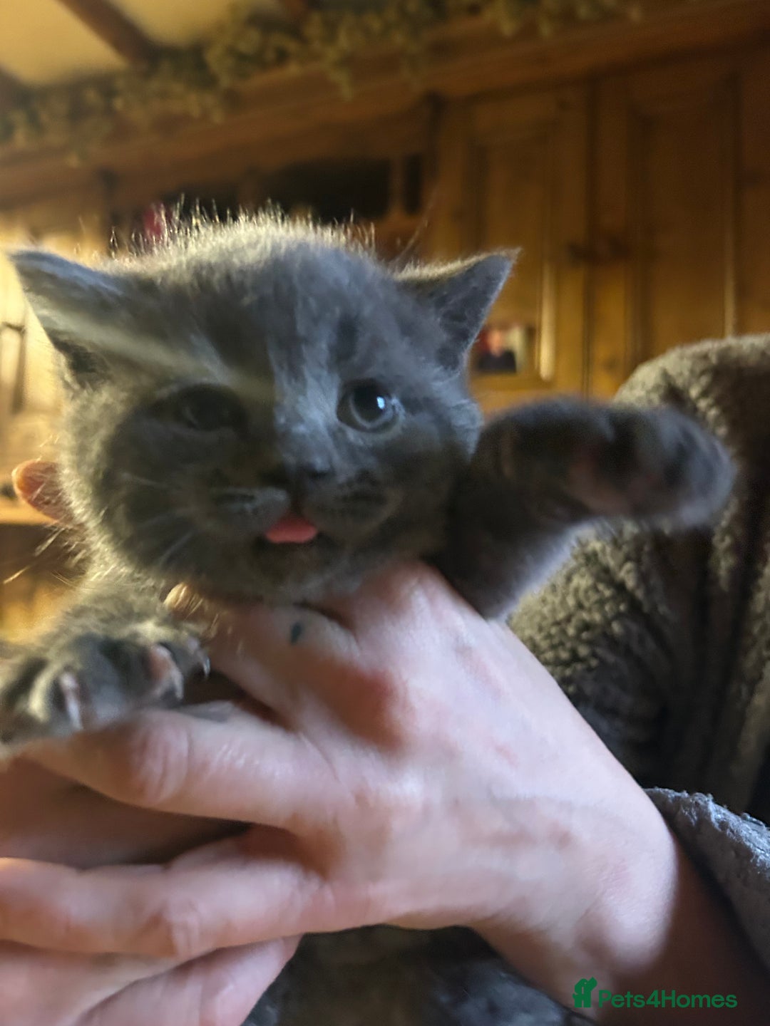 Mixed Breed cats for sale: Blue male with white socks  - Image 2