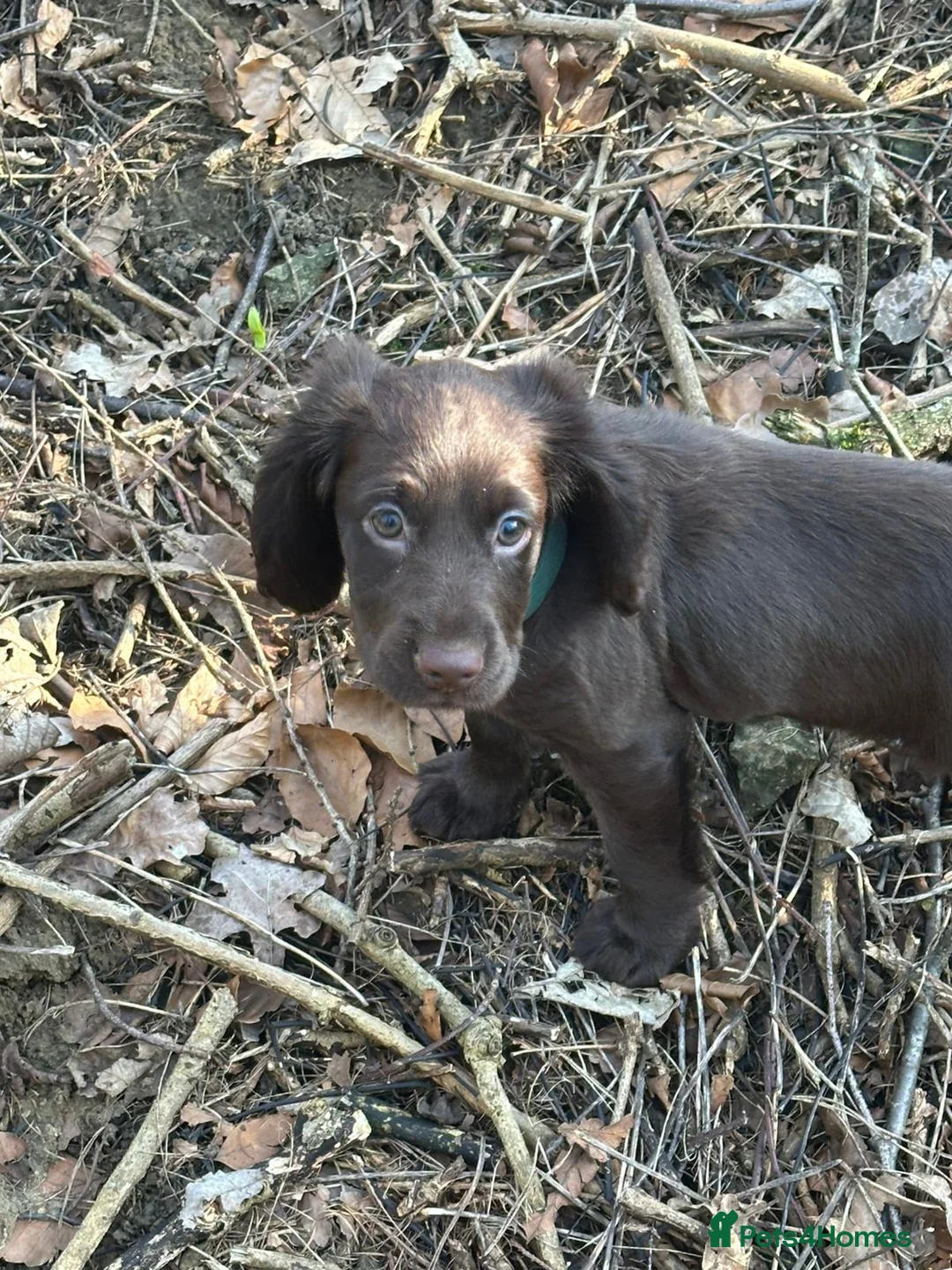 Cocker Spaniel dogs for sale: KC Chocolate cocker spainel bitch - Advert 4