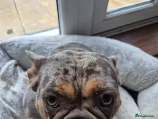 French Bulldog dogs Frenchball dog rehoming - Advert 2