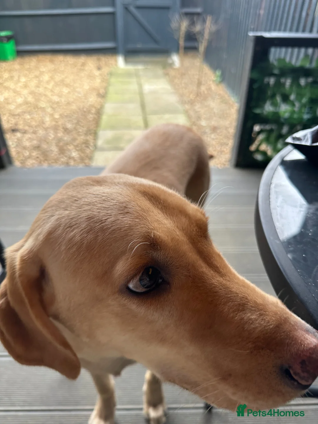 Labrador Retriever dogs for sale: Labrador retriever - Advert 2