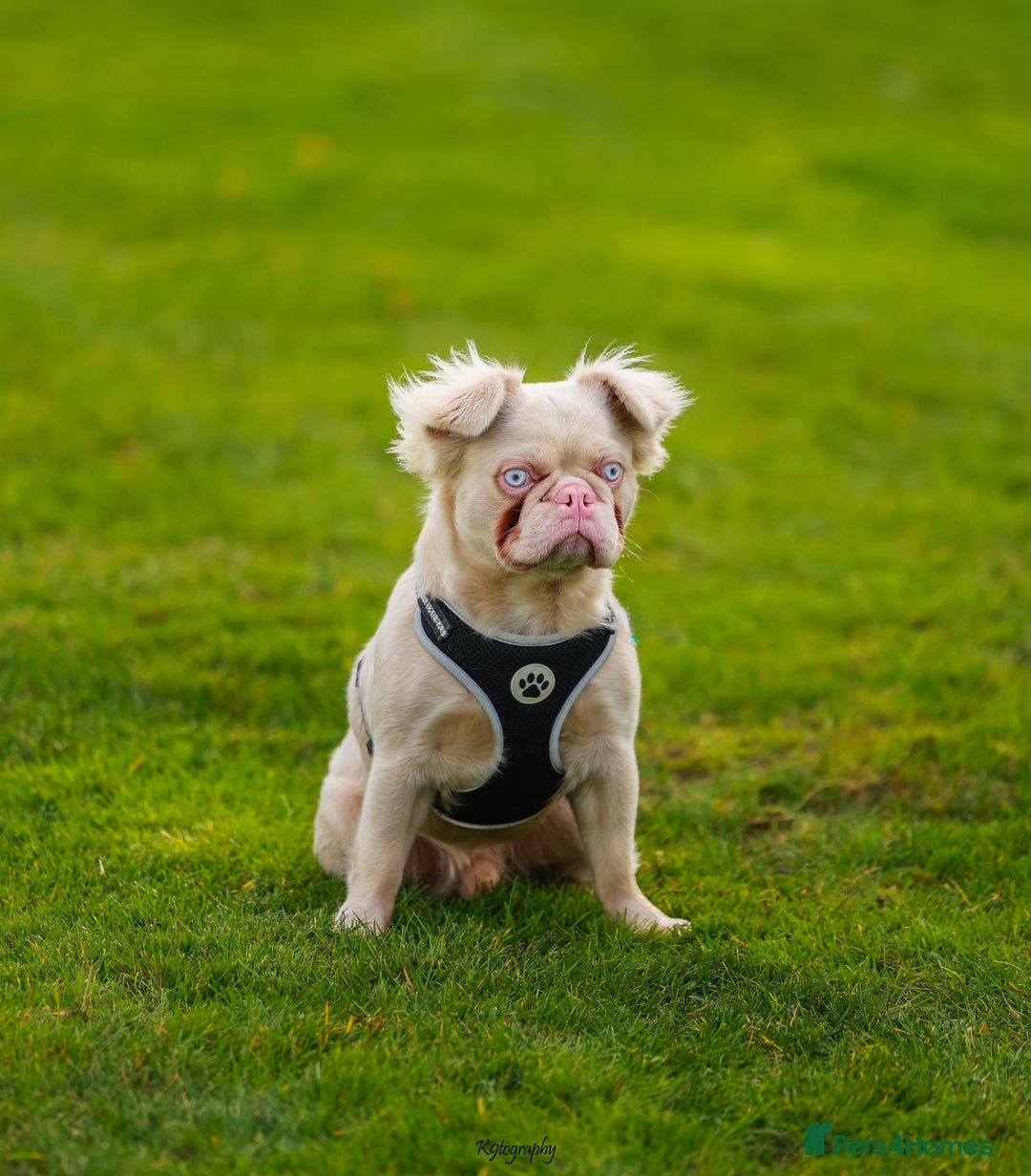 French Bulldog dogs for stud: Bruno The Pink Fluffy - Advert 3
