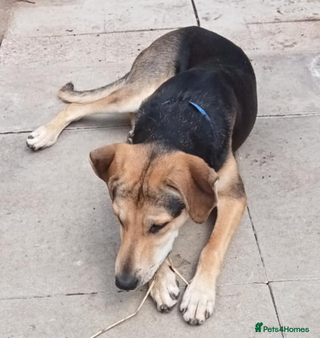 Mixed Breed dogs for adoption: Caleb - 9 Months Old, Boy, Hound mixed breed pup - Image 4