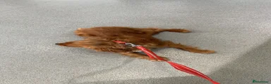 Cavalier King Charles Spaniel 1
