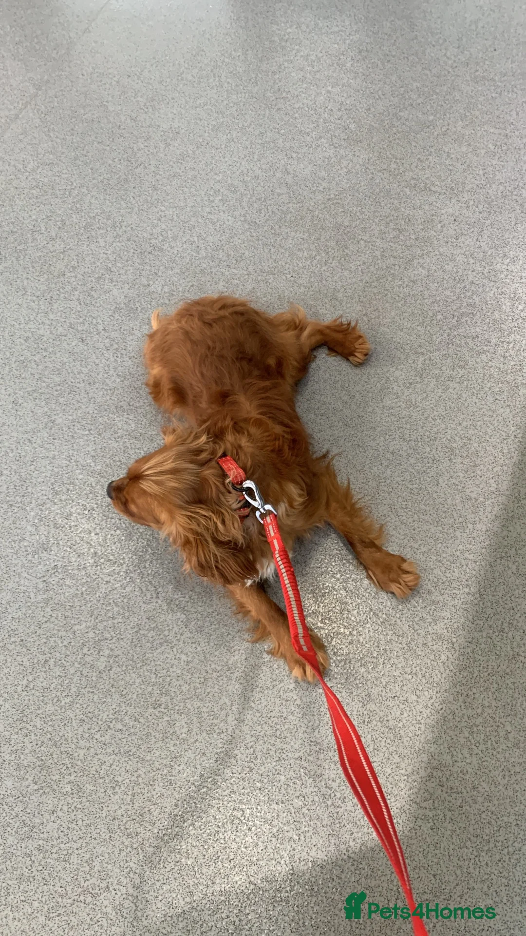 Cavalier King Charles Spaniel dogs for sale: Beautiful girl looking for her new home  - Advert 6