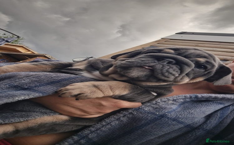 English Bulldog dogs - Advert 4
