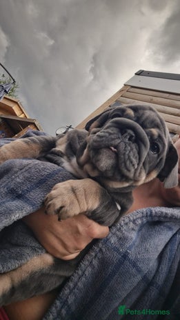 English Bulldog dogs - Advert 2