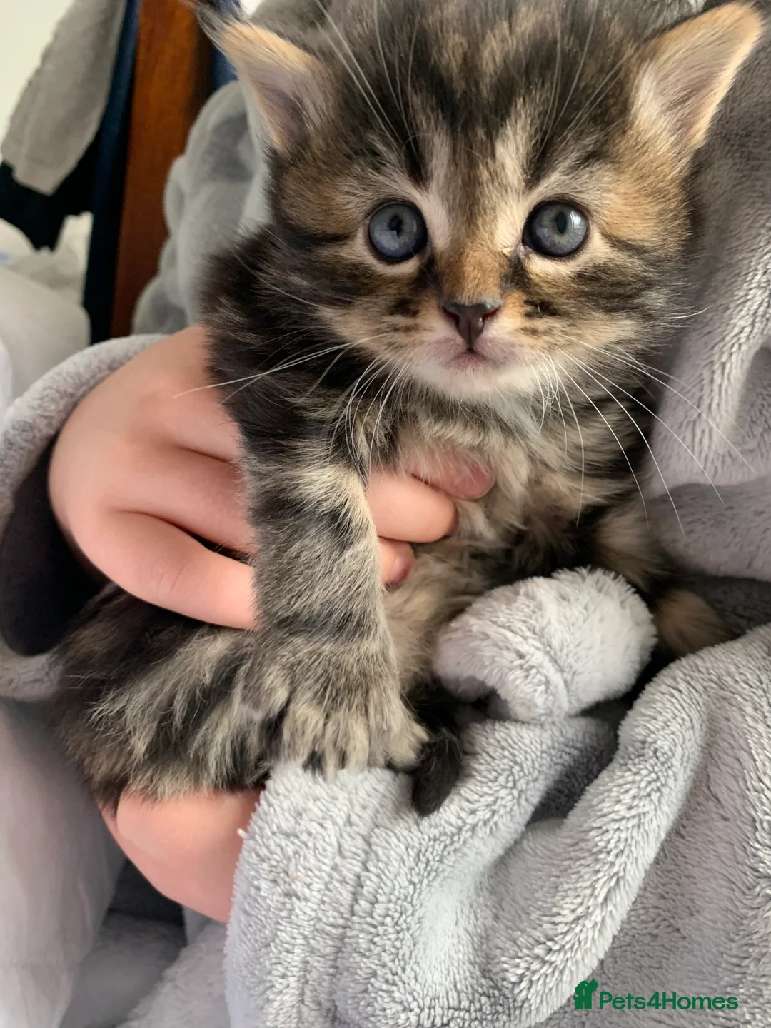 Turkish Angora cats for sale: 5 Turkish Angora kittens - 3 Girls/2 boys - Advert 11