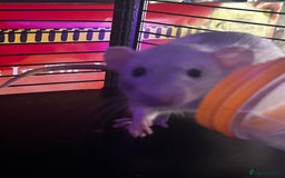 Rat rodents for sale: 2x female dumbo rats  - Image 2