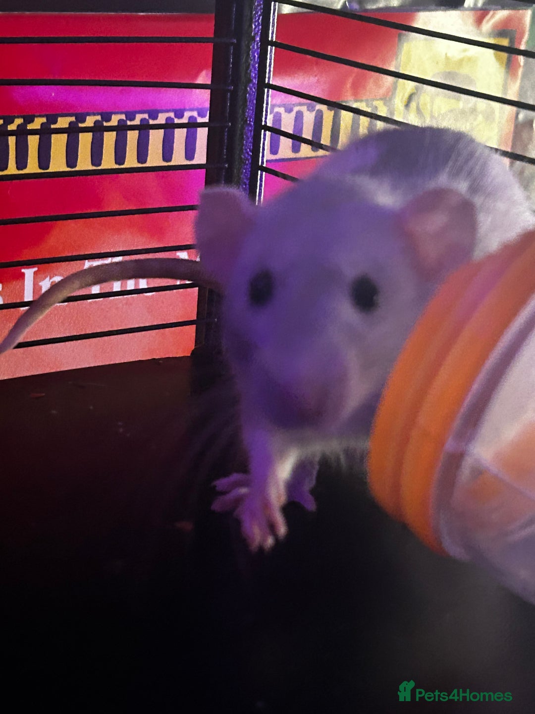 Rat rodents for sale: 2x female dumbo rats  - Image 2