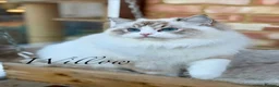 Ragdoll cats for sale: TICA registered ragdoll kittens from champions - Advert 20