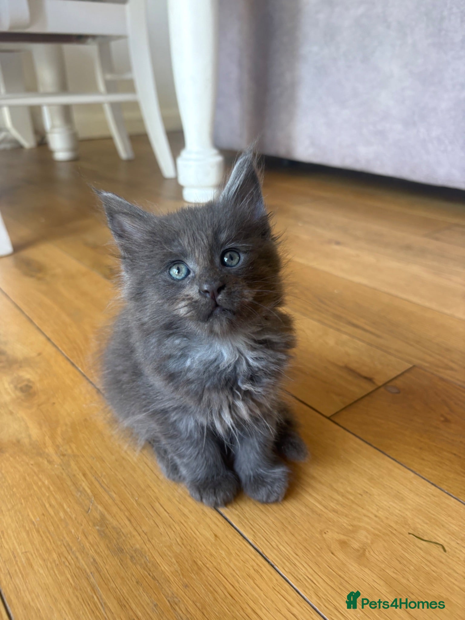 Maine Coon cats Maine Coon Kittens Russian & European Lines  - Advert 2