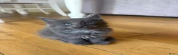 Maine Coon cats for sale: Maine Coon Kittens Russian & European Champ Lines  - Advert 3