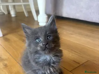Maine Coon cats Maine Coon Kittens Russian & European Lines - Advert 2