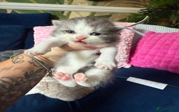 British Shorthair cats for sale: British Shorthair Champion Line kittens 🏆🥇😻 - Image 9