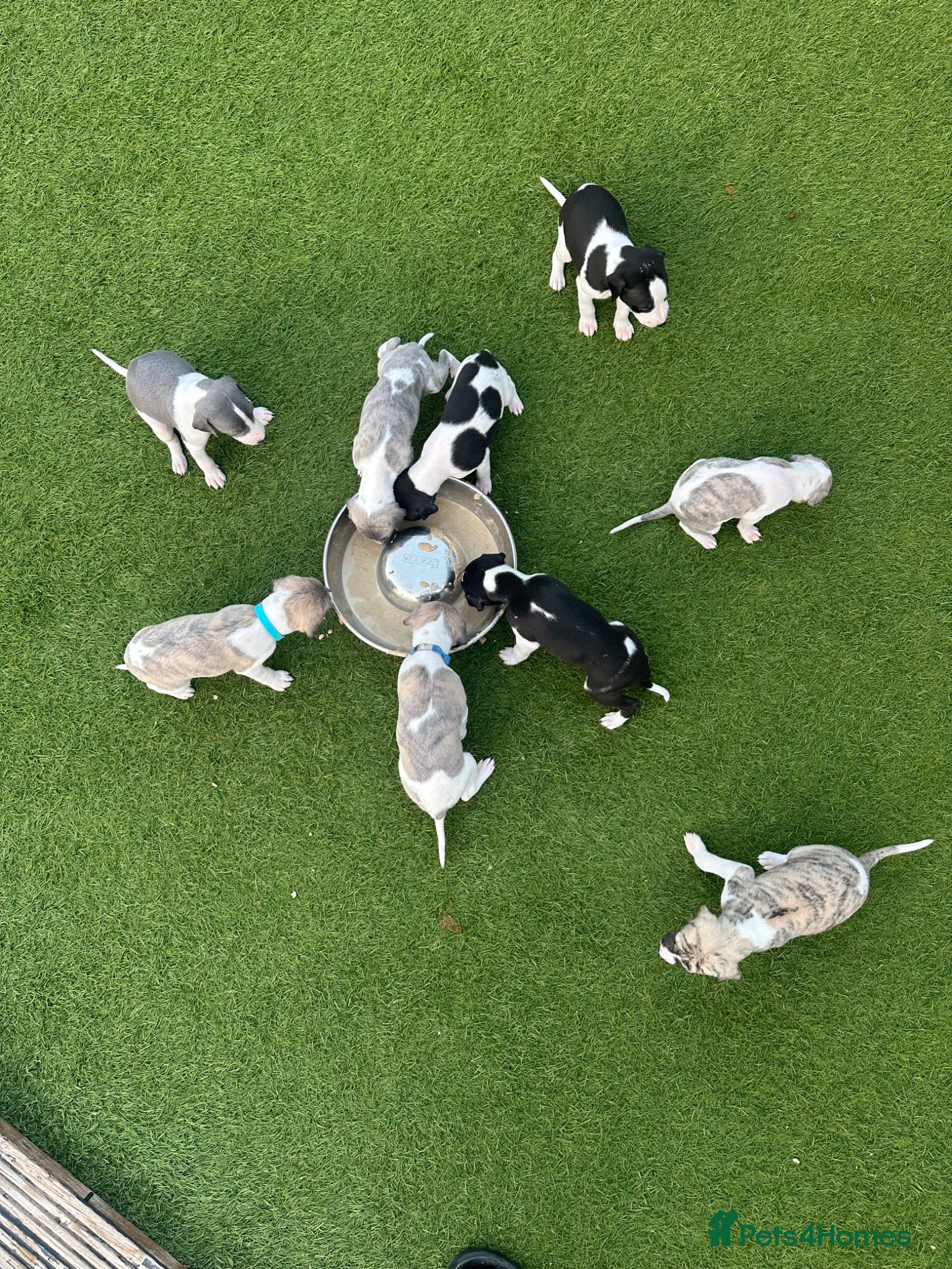 Whippet dogs KC Whippet Puppies Champion Sired Ready June  - Advert 2