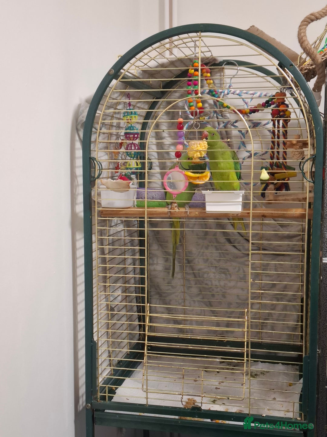 Ringnecks birds for sale: Pair Indian Ringneck - Advert 3