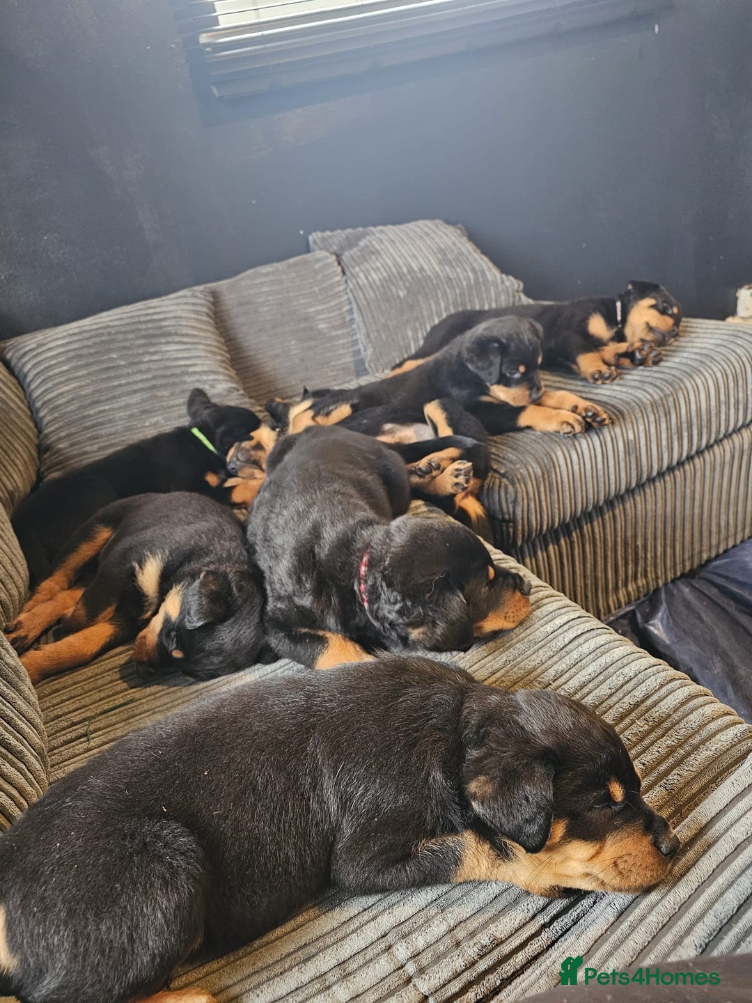 Mixed Breed dogs for sale: Beautiful chunky 3/4 Rottweiler 1/4 sharpei pups  - Advert 17