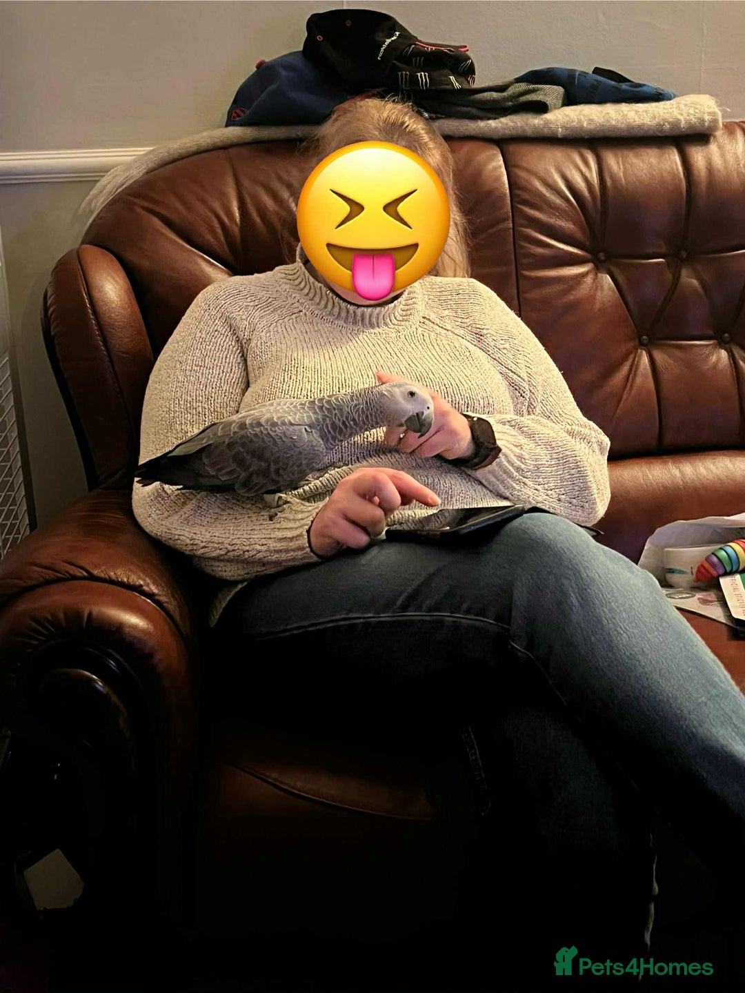 Parrots birds for sale: Red Factor African Grey 11 Months Old  - Image 2